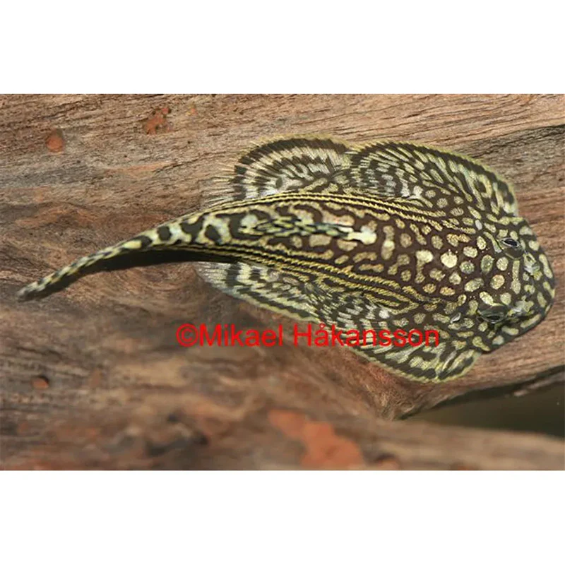 Miniaturebillede 1